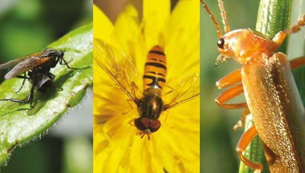 Various natural enemies of field crops